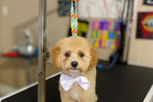 Ruff N' Roll Grooming Co.