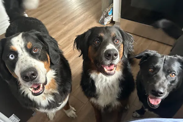 Paw And Home Haven