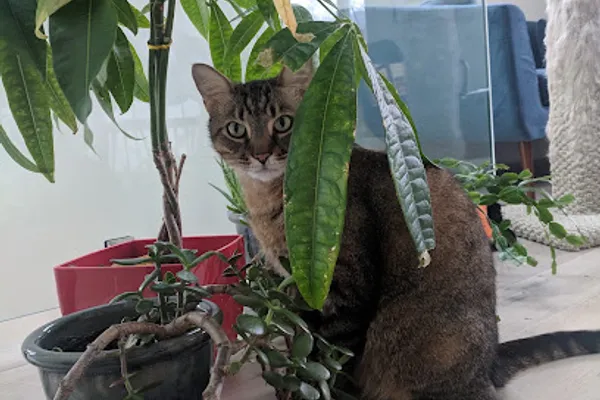 Care Pet Services