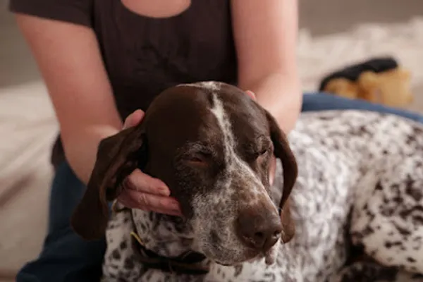 Flow Canine Wellness