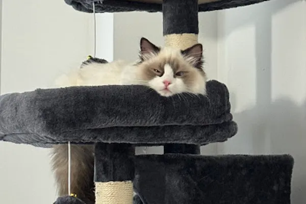 Whisker Woes