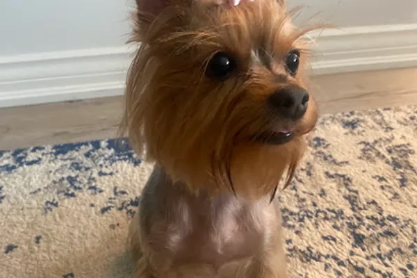 Diamond In The Scruff -professional Dog Grooming