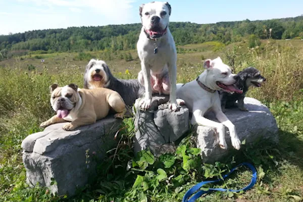 Canine Crew Adventures