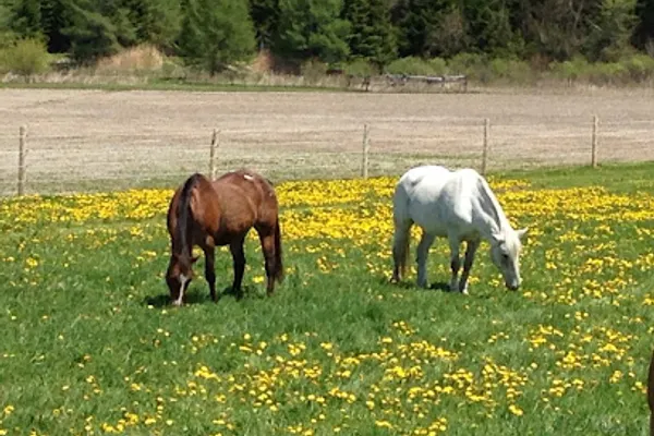 Sweetwater Stable