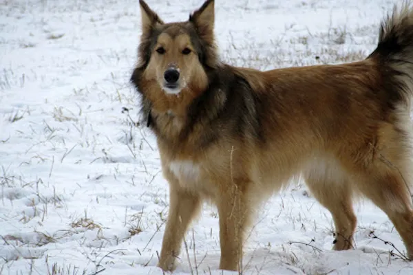 Happy Trails Home & Pet Sitting