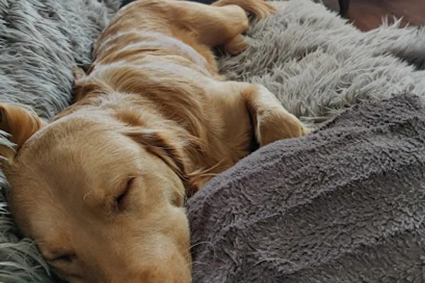 Pawsitive Buddies