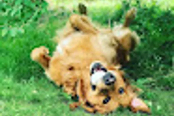 Jess & Pets Doggy Daycare and Boarding Centre