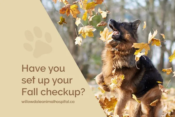 VCA Canada Willowdale Animal Hospital (Accepting new clients)