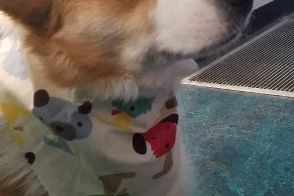 Bridletowne Warden Animal Hospital