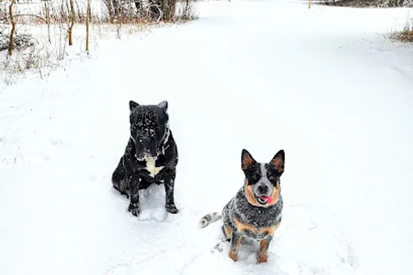 K9 Mechanix Dog Training