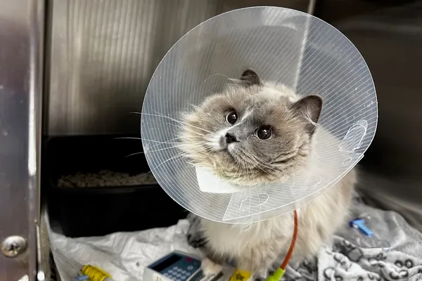 Vaughan-Richmond Hill Veterinary Emergency Clinic