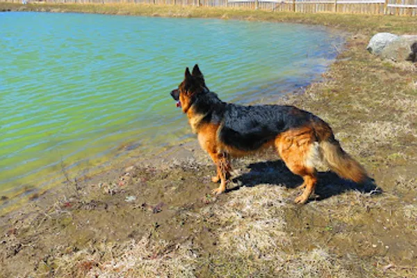 Roman Kennels