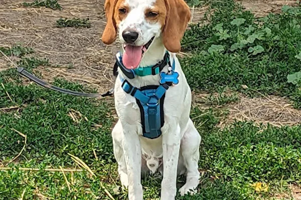 Doggy Dream Acres