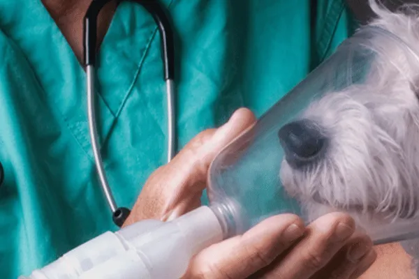 Huronia Veterinary Emergency Clinic