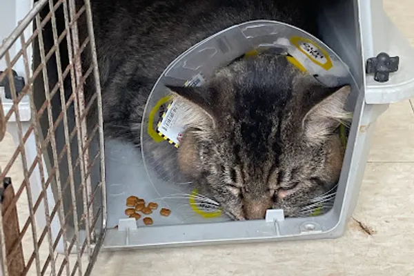 Niagara SPCA Spay and Neuter Clinic