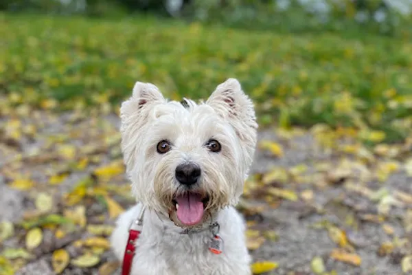 Oh My Dog (OMD)