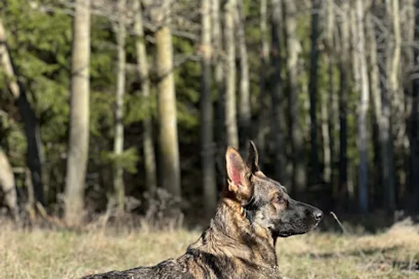 Oakley’s K9 Oasis