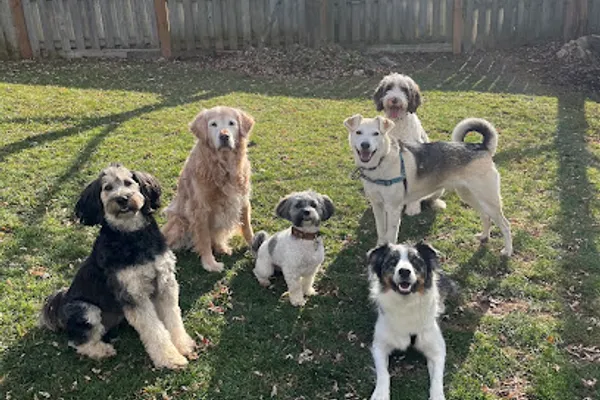 Wigglebum Dog Walking Co.
