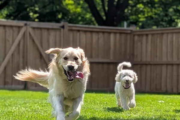 Beau's Pet Services
