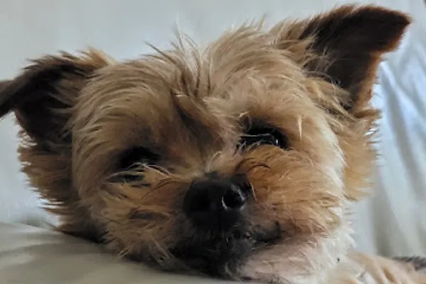 Wilmot Pets Services