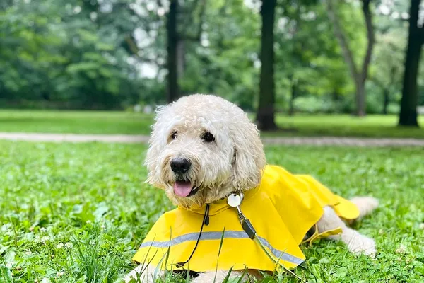 Pride Paws Walking + Boarding