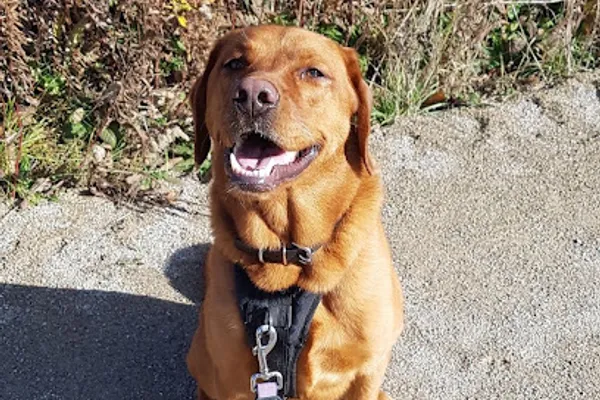 elmira dog walking