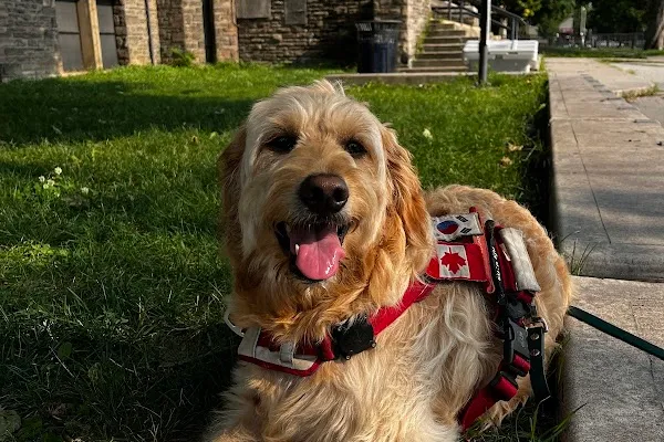 Ray's Paw Pack