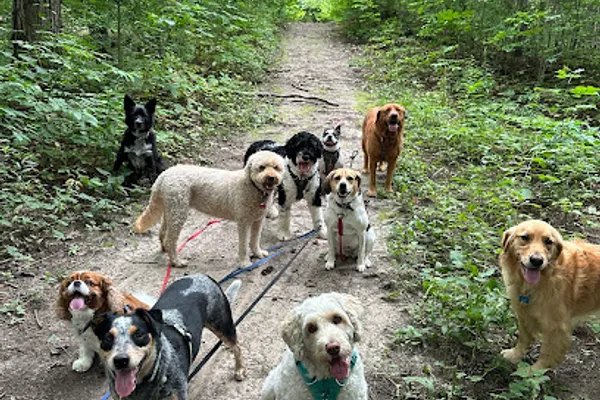 Adventure Paws