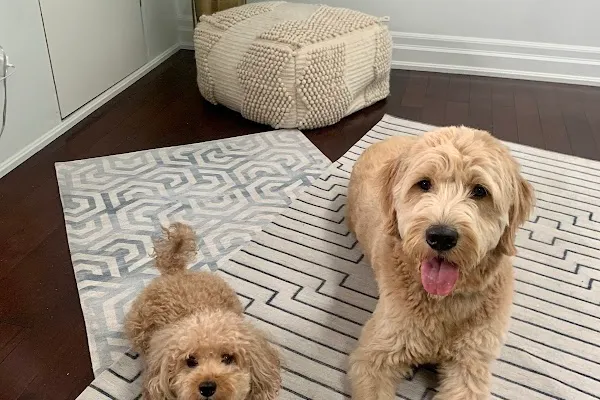 The Tail Wag Hotel