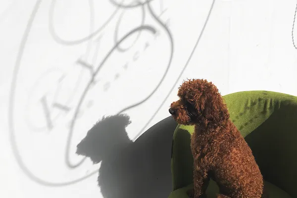 KYON Dog Daycare