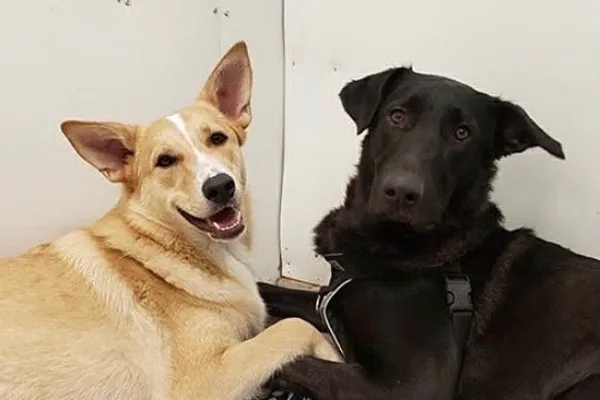 The Canine Social Company Ltd