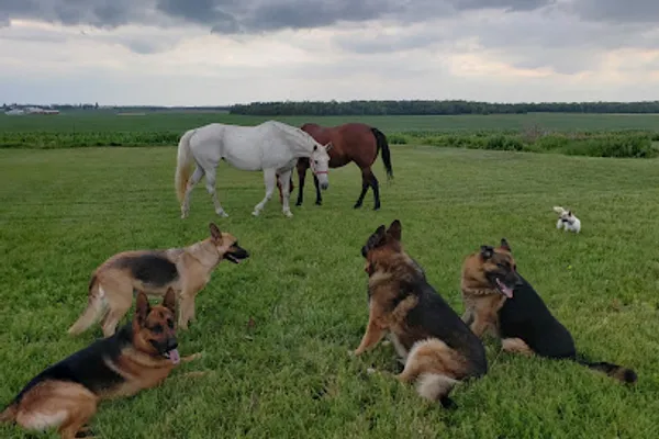 Crosshill Kennels quality German Shepherd Dogs