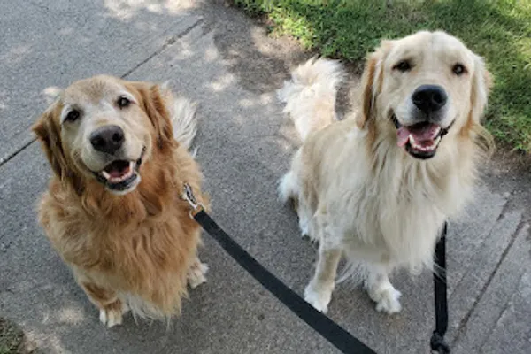 Bree's Dog Walking & Sitting Services