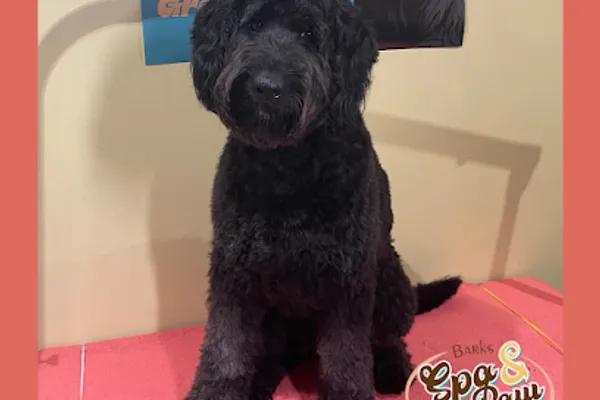 Spa & Paw Boutique of Hillsdale