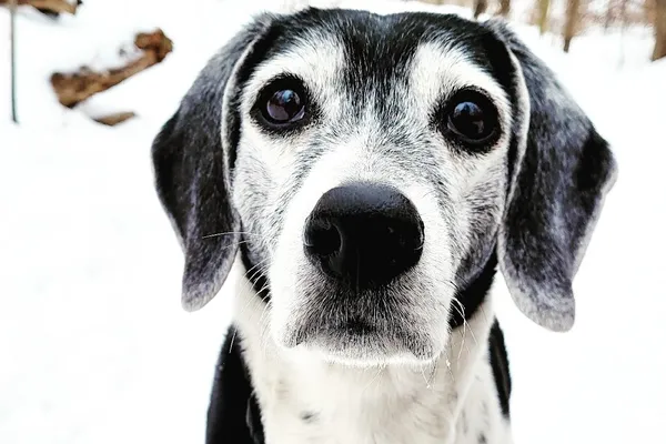 City Town Canine