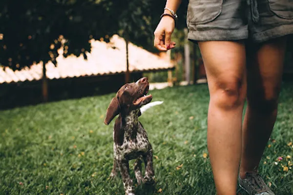 Focus First Dog Training