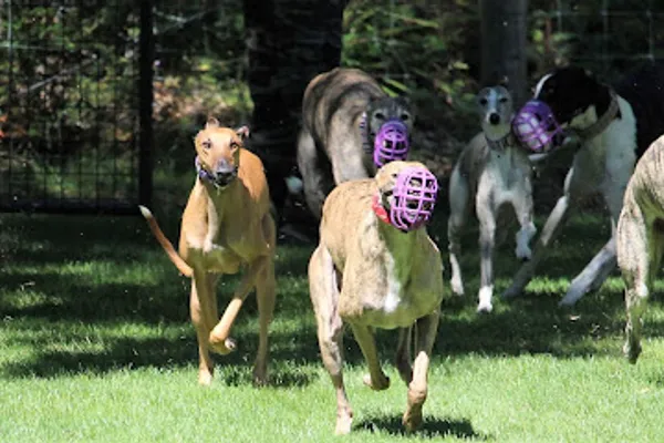 Hound Haven