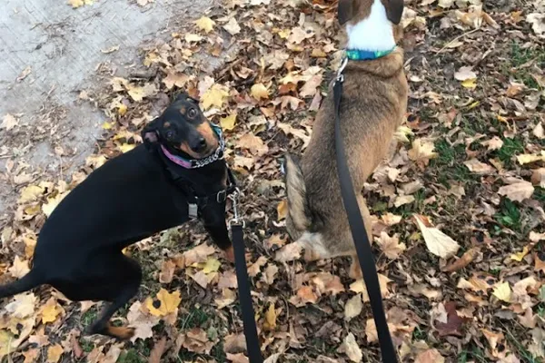 A Leash & A Dog