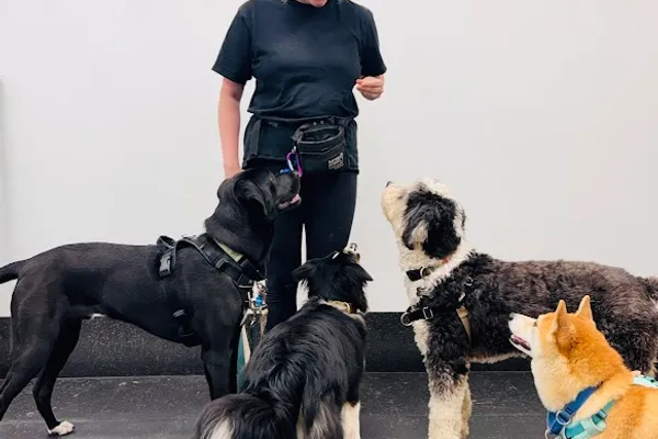 Unleashed in the City, The Academy Dog Day School