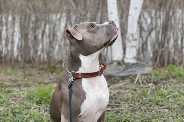 Smoochie Poochie Dog Walking & Pet Services