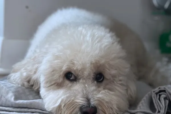 Pawsitive Stays Dog Boarding