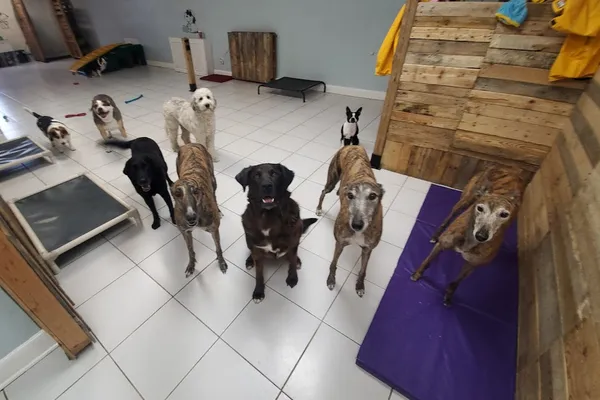 City Sniffers Pet Services