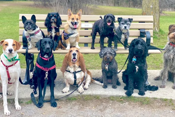 A Dog's Ruff