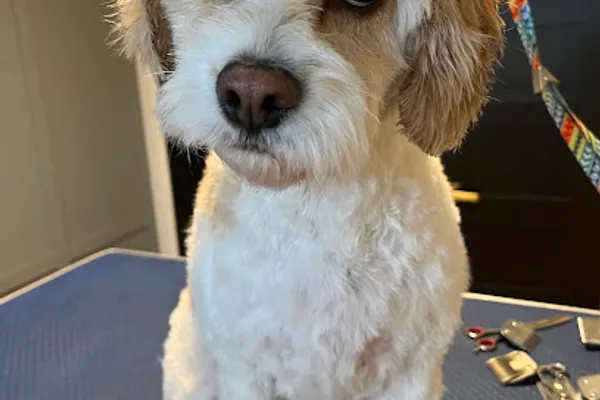 Pauly's Pooch Parlour