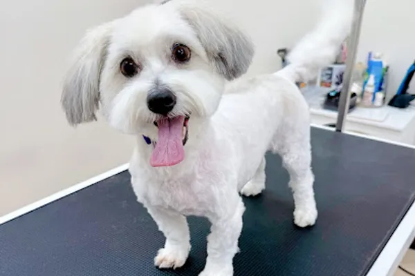 Pawllywoof Pet Spa Riverside South