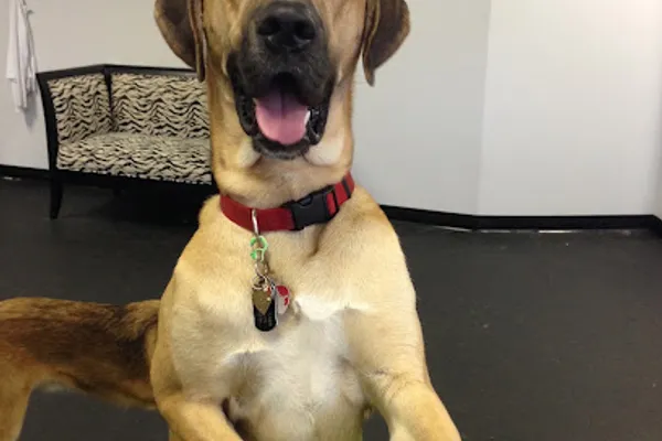 Dog Dayz Dog Care & Training Inc