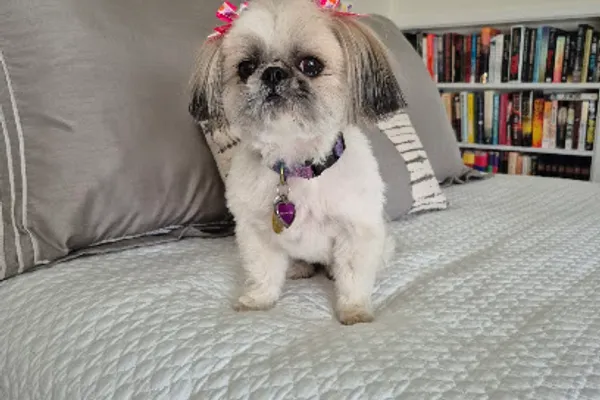 Uptown Pet Grooming