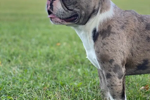T Dog Kennels