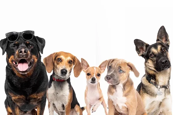 K9 Clubhouse