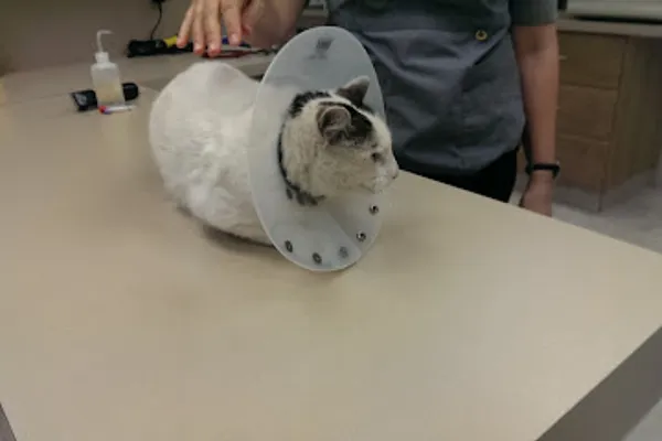Rideau River Animal Hospital